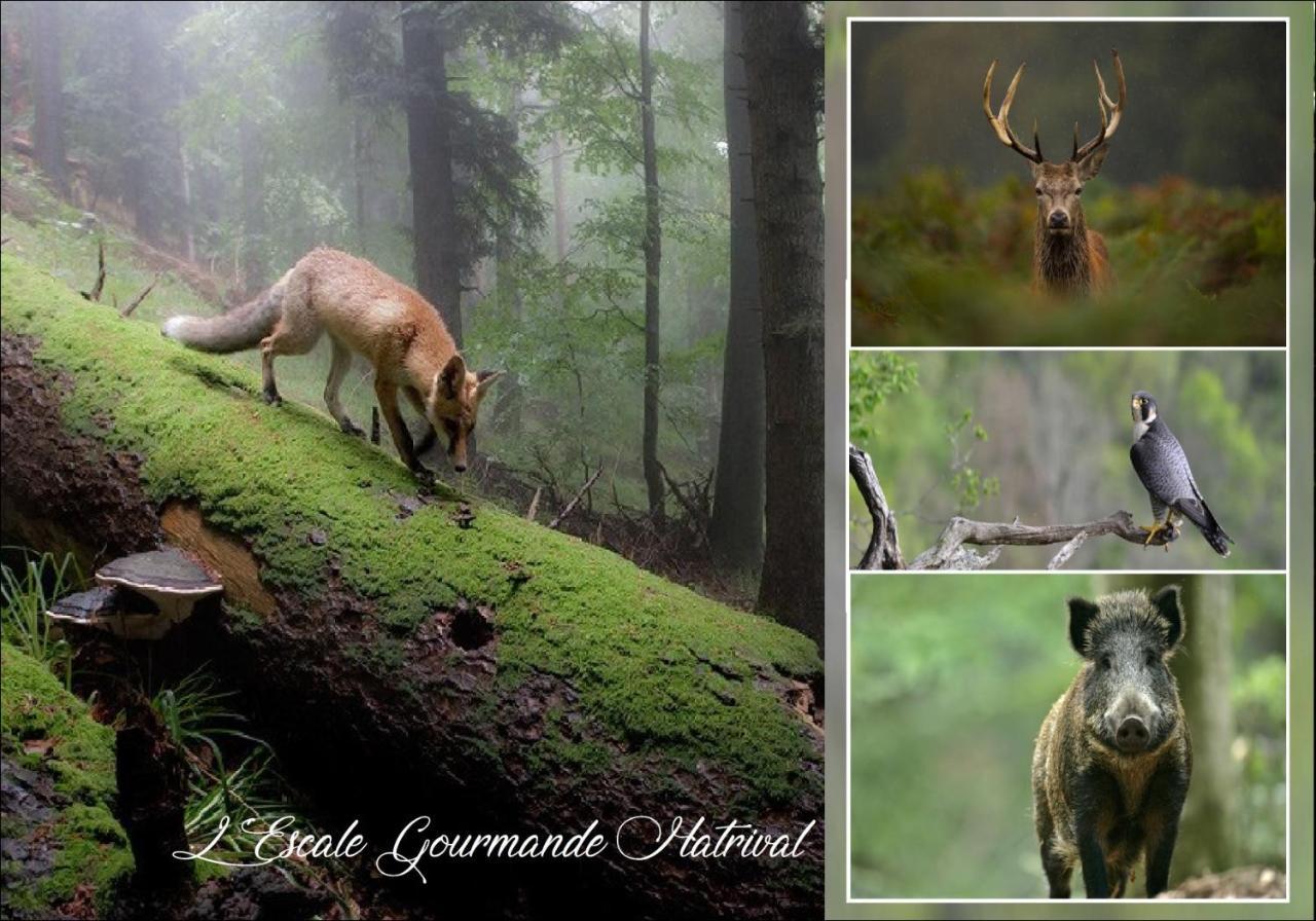 L'Escale Gourmande Villa Hatrival Buitenkant foto
